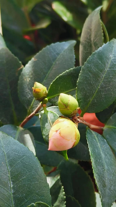 家里阳光不足怎么养花，选对植物种类，掌握养护技巧