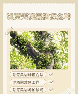 家里阳光不足怎么养花，选对植物种类，掌握养护技巧