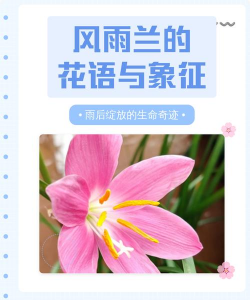 家里阳光不足怎么养花，选对植物种类，掌握养护技巧