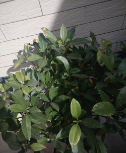 家里阳光不足怎么养花，选对植物种类，掌握养护技巧