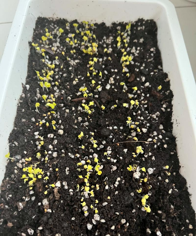 家里阳光不足怎么养花，选对植物种类，掌握养护技巧