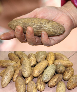 家里阳光不足怎么养花，选对植物种类，掌握养护技巧