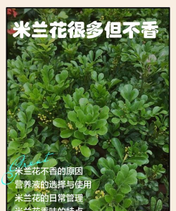家里阳光不足怎么养花，选对植物种类，掌握养护技巧
