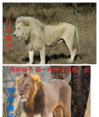 家里阳光不足怎么养花，选对植物种类，掌握养护技巧