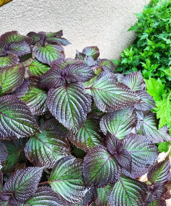 家里阳光不足怎么养花，选对植物种类，掌握养护技巧