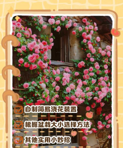 家里阳光不足怎么养花，选对植物种类，掌握养护技巧