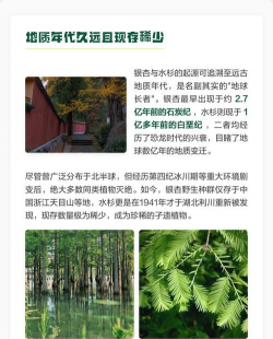 银杏水杉为什么被称为活化石呢 银杏水杉为什么被称为活化石呢