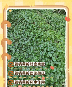 铜钱草的寓意和花语 铜钱草的寓意和花语