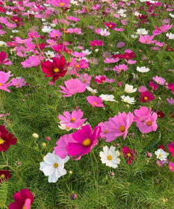 家里阳光不足怎么养花，选对植物种类，掌握养护技巧