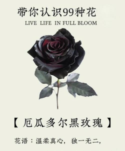 小众送妈妈的花有哪些花