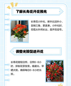 家里阳光不足怎么养花，选对植物种类，掌握养护技巧