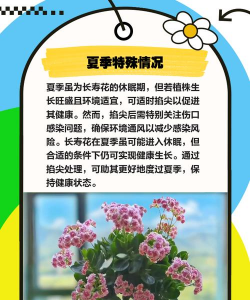 家里阳光不足怎么养花，选对植物种类，掌握养护技巧