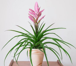 家里阳光不足怎么养花，选对植物种类，掌握养护技巧