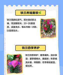 家里阳光不足怎么养花，选对植物种类，掌握养护技巧