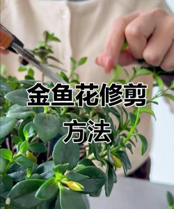 家里阳光不足怎么养花，选对植物种类，掌握养护技巧
