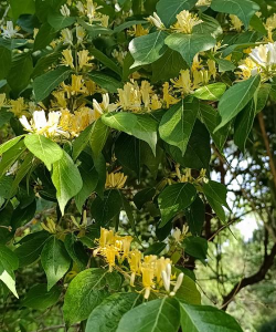 家里阳光不足怎么养花，选对植物种类，掌握养护技巧