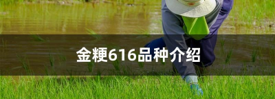 家里阳光不足怎么养花，选对植物种类，掌握养护技巧