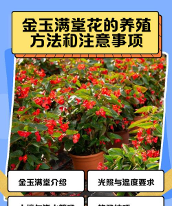 家里阳光不足怎么养花，选对植物种类，掌握养护技巧