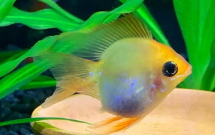 家里阳光不足怎么养花，选对植物种类，掌握养护技巧