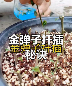 家里阳光不足怎么养花，选对植物种类，掌握养护技巧