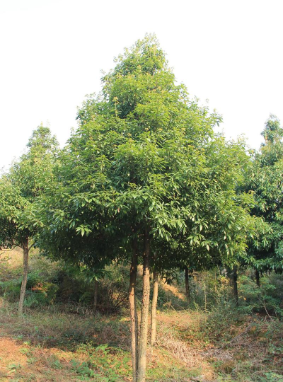 家里阳光不足怎么养花，选对植物种类，掌握养护技巧