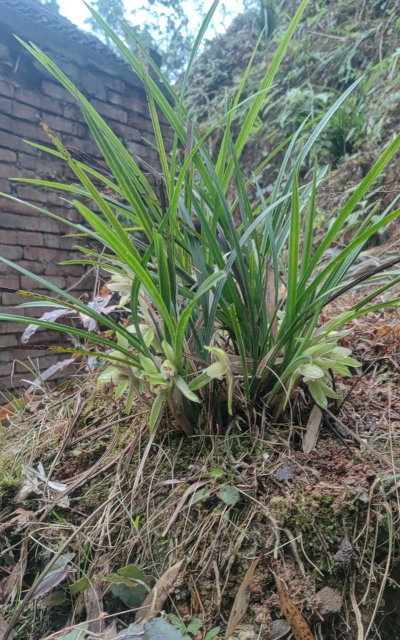 家里阳光不足怎么养花，选对植物种类，掌握养护技巧