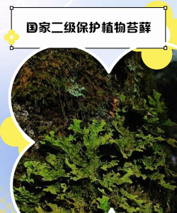 野外挖的苔藓为什么活不了 野外挖的苔藓为什么活不了