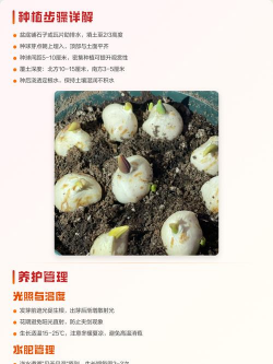 家里阳光不足怎么养花，选对植物种类，掌握养护技巧