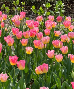 家里阳光不足怎么养花，选对植物种类，掌握养护技巧