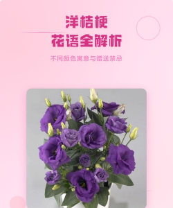 家里阳光不足怎么养花，选对植物种类，掌握养护技巧