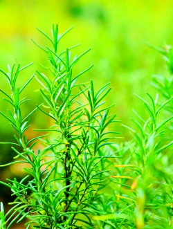 家里阳光不足怎么养花，选对植物种类，掌握养护技巧