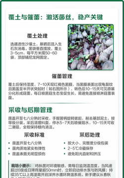 家里阳光不足怎么养花，选对植物种类，掌握养护技巧