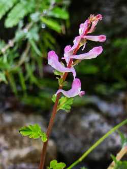 湖南野生花有哪些
