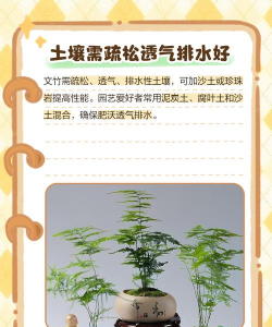 家里阳光不足怎么养花，选对植物种类，掌握养护技巧
