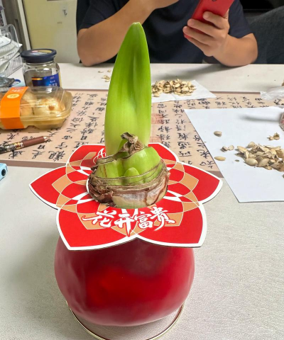 家里阳光不足怎么养花，选对植物种类，掌握养护技巧