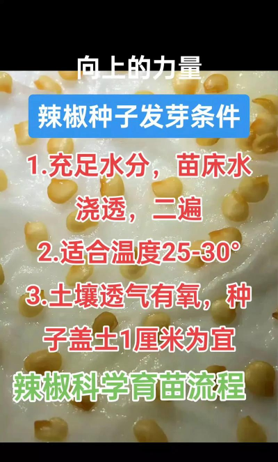 家里阳光不足怎么养花，选对植物种类，掌握养护技巧