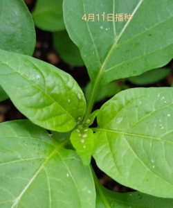 家里阳光不足怎么养花，选对植物种类，掌握养护技巧