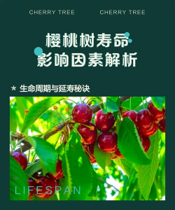 家里阳光不足怎么养花，选对植物种类，掌握养护技巧