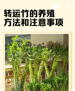 家里阳光不足怎么养花，选对植物种类，掌握养护技巧