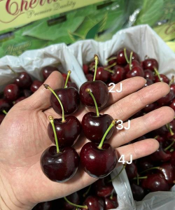 家里阳光不足怎么养花，选对植物种类，掌握养护技巧