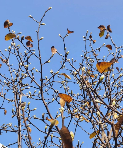 家里阳光不足怎么养花，选对植物种类，掌握养护技巧