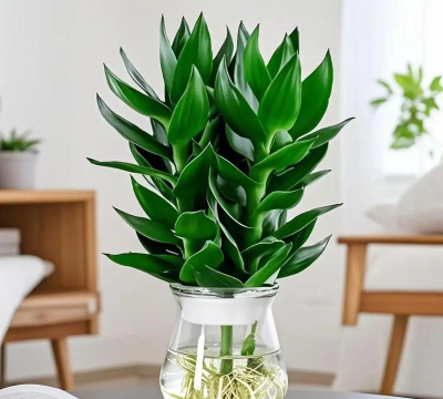 家里阳光不足怎么养花，选对植物种类，掌握养护技巧