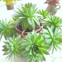 家里阳光不足怎么养花，选对植物种类，掌握养护技巧