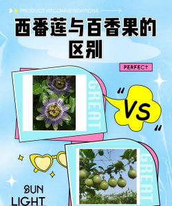 家里阳光不足怎么养花，选对植物种类，掌握养护技巧