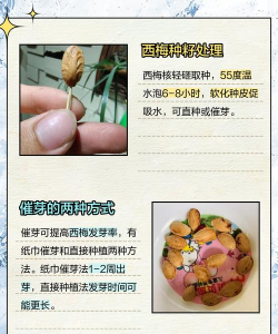 家里阳光不足怎么养花，选对植物种类，掌握养护技巧