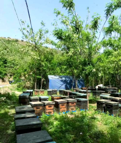 家里阳光不足怎么养花，选对植物种类，掌握养护技巧