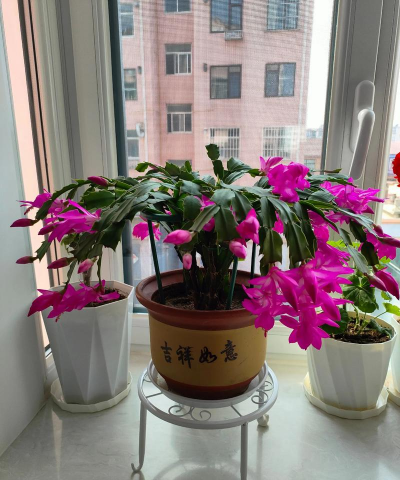 家里阳光不足怎么养花，选对植物种类，掌握养护技巧