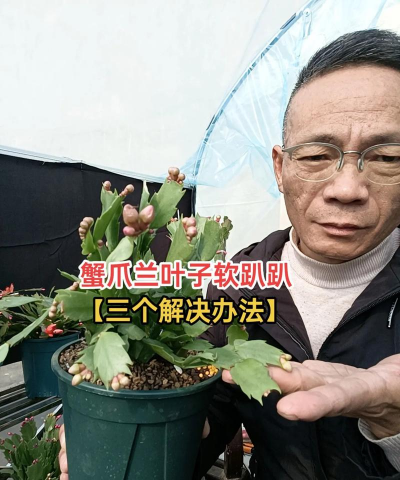 家里阳光不足怎么养花，选对植物种类，掌握养护技巧