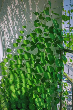 家里阳光不足怎么养花，选对植物种类，掌握养护技巧