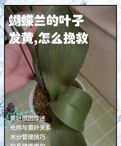 家里阳光不足怎么养花，选对植物种类，掌握养护技巧